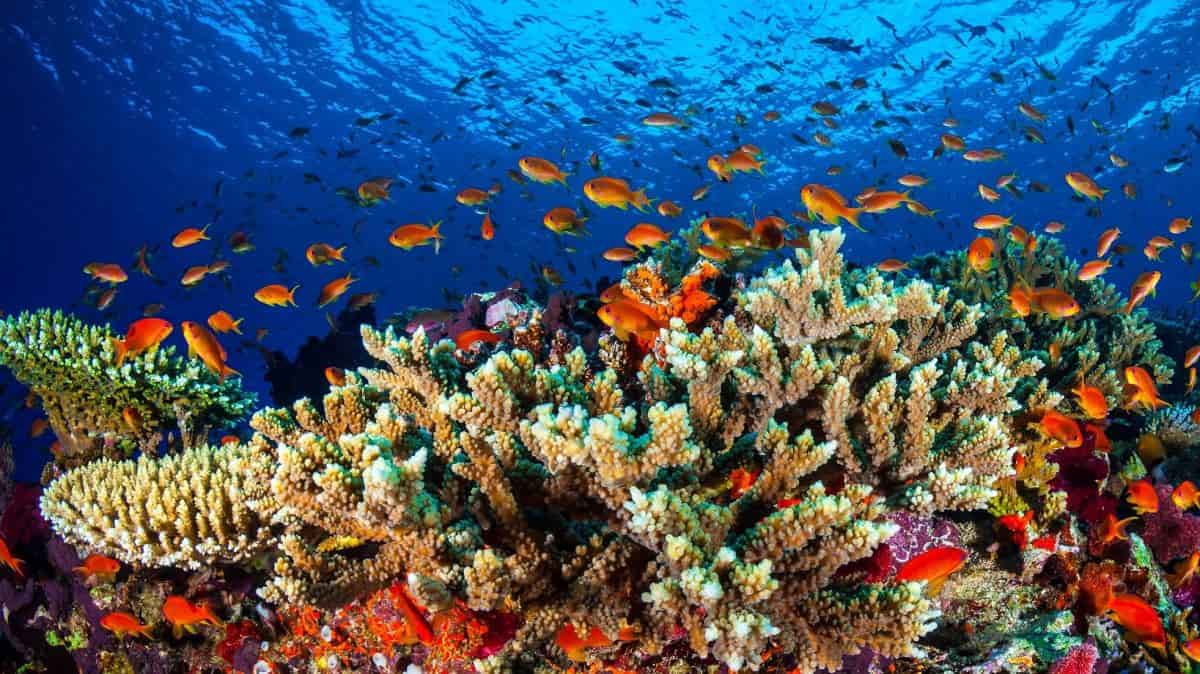 What Makes Coral Reefs Unique In The Coral Sea Structure Crossword Puzzle